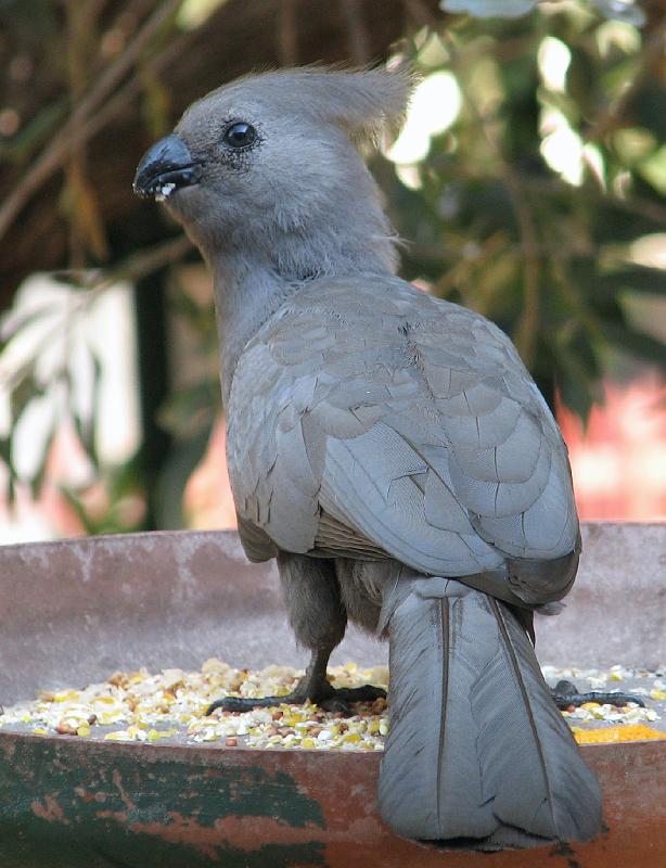 Kwevoel 9.jpg - Heerlike kos die!!!